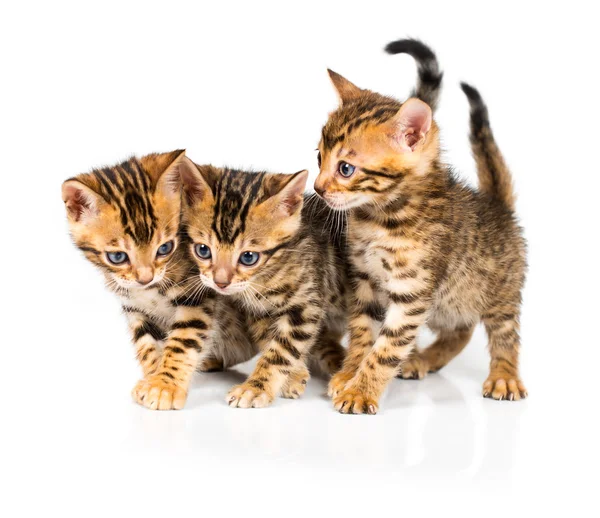 Three Bengal kitten with reflection on white — Stock Photo, Image