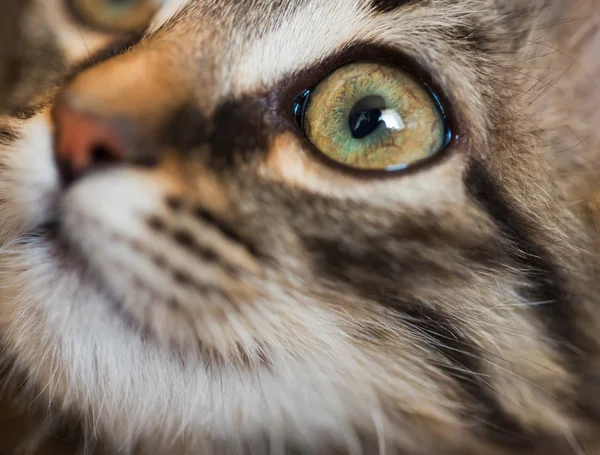 Милый намордник котенка крупный план — стоковое фото