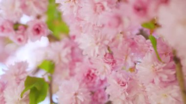 Çiçek açan Japon kirazı ya da sakura rüzgarda sallanıyor açık bir gökyüzünün arka planında