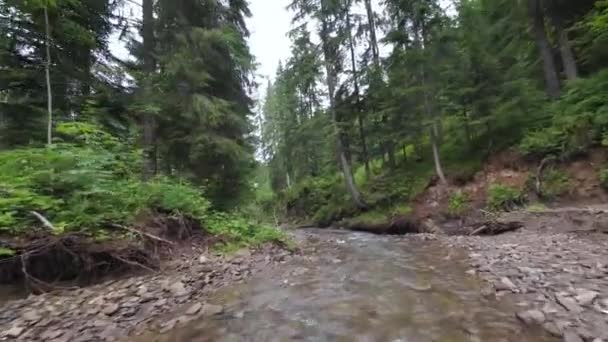 Sanfter, schneller Flug über einen Gebirgsfluss in der Nähe des Wassers, inmitten eines dichten Waldes. Mystische Berglandschaft. Auf FPV-Drohne gefilmt. — Stockvideo