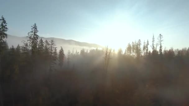 Mística paisagem de montanha outono. Voando sobre as montanhas no nevoeiro, entre os abetos enormes. — Vídeo de Stock