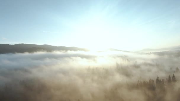 Vue de la hauteur des montagnes couvertes de forêt de conifères et de brouillard matinal. Mystique paysage de montagne d'automne. — Video