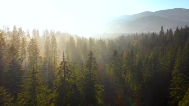 Mistyczny jesienny krajobraz górski. Latanie nad górami we mgle, wśród wielkich jodł. — Wideo stockowe