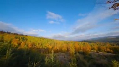 Gün doğumunda dağların yamaçlarında parlak bir sonbahar ormanının havadan görünüşü. Sonbaharda Karpatlar 'ın renkli manzarası.