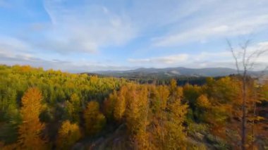 Gün doğumunda dağların yamaçlarında parlak bir sonbahar ormanının havadan görünüşü. Sonbaharda Karpatlar 'ın renkli manzarası.
