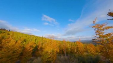Gün doğumunda dağların yamaçlarında parlak bir sonbahar ormanının havadan görünüşü. Sonbaharda Karpatlar 'ın renkli manzarası.