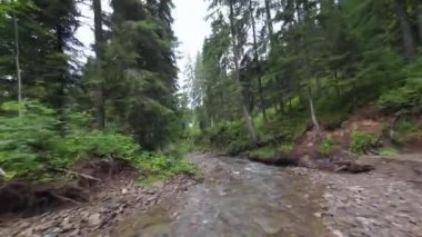 Yoğun bir ormanın içinde, suya yakın bir dağ nehrinin üzerinden pürüzsüz, hızlı bir uçuş. Mistik dağ manzarası. FPV insansız hava aracı ile çekildi.