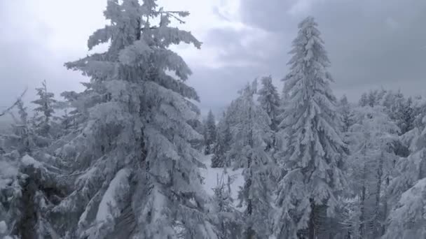 Luchtfoto van een prachtig winterlandschap van dichtbij. Soepele vlucht tussen besneeuwde bomen. Oekraïne, Karpaten. Gefilmd op FPV drone. — Stockvideo