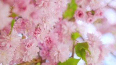 Çiçek açan Japon kirazı ya da sakura rüzgarda sallanıyor açık bir gökyüzünün arka planında