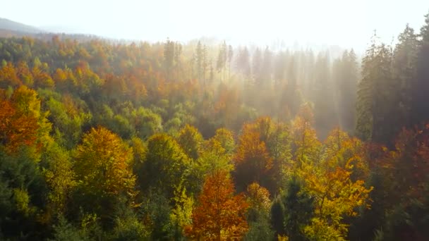 Gün doğumunda dağların yamaçlarında parlak bir sonbahar ormanının havadan görünüşü. Sonbaharda Karpatlar 'ın renkli manzarası. — Stok video