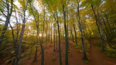 Gün batımında muhteşem bir sonbahar ormanında ağaçlar arasında yumuşak bir uçuş.