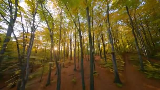 夕阳西下，在美丽的秋天森林里，树木间轻盈的飞翔 — 图库视频影像