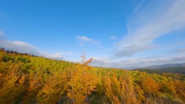 Gün doğumunda dağların yamaçlarında parlak bir sonbahar ormanının havadan görünüşü. Sonbaharda Karpat Dağları 'nın renkli manzarası. Ağaçların dallarına yakın uçuyor