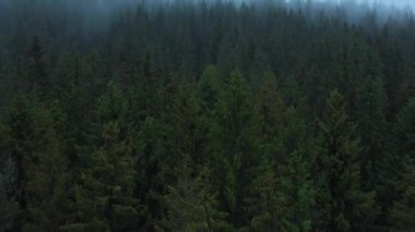 Kozalaklı ormanlarla kaplı dağların üzerinden uçmak. Güneş doğarken dağın yamaçlarından sis yükselir.