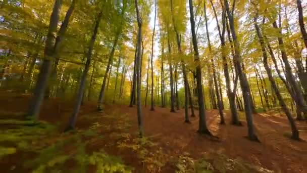 夕阳西下，在美丽的秋天森林里，树木间轻盈的飞翔 — 图库视频影像