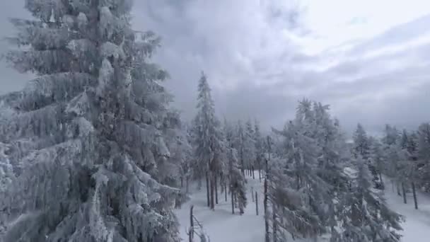 Légi kilátás egy mesés téli hegyi táj közelről hóesés idején. Sima repülés a havas fák között. Ukrajna, Kárpátok. FPV drónnal filmezve. — Stock videók