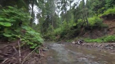 Yoğun bir ormanın içinde, suya yakın bir dağ nehrinin üzerinden pürüzsüz, hızlı bir uçuş. Mistik dağ manzarası. FPV insansız hava aracı ile çekildi.