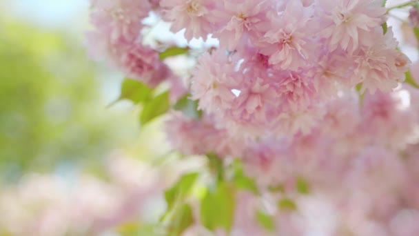 Floreciente cereza japonesa o sakura se balancean en el viento contra el telón de fondo de un cielo despejado — Vídeo de stock