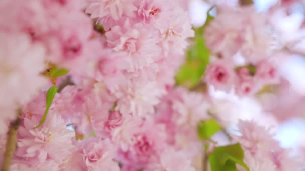 Floreciente cereza japonesa o sakura se balancean en el viento contra el telón de fondo de un cielo despejado — Vídeo de stock