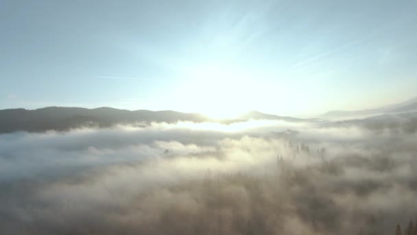 Vista dall'alto delle montagne coperte di foresta di conifere e nebbia mattutina. Mistico paesaggio montano autunnale. — Video Stock