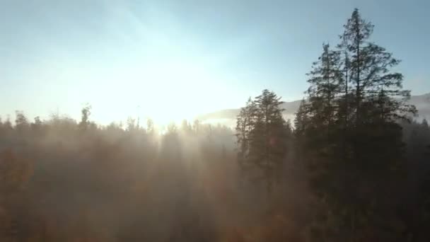 Paisaje místico de montaña otoñal. Volando sobre las montañas en la niebla, entre los enormes abetos. — Vídeo de stock