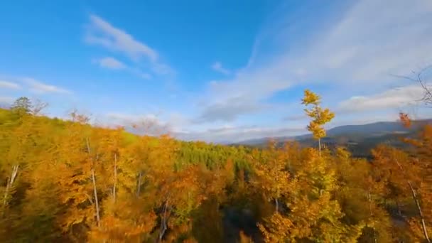 Vista aérea de uma floresta de outono brilhante nas encostas das montanhas ao nascer do sol. Panorama colorido das montanhas dos Cárpatos no outono. Voando perto dos galhos das árvores — Vídeo de Stock