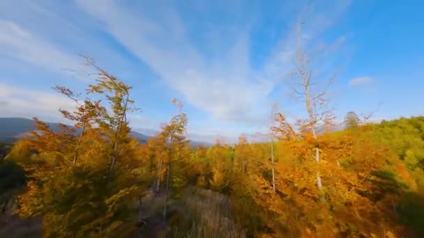 Widok z lotu ptaka na jesienny las na zboczach gór o wschodzie słońca. Kolorowa panorama Karpat jesienią. Lecąc blisko gałęzi drzew — Wideo stockowe