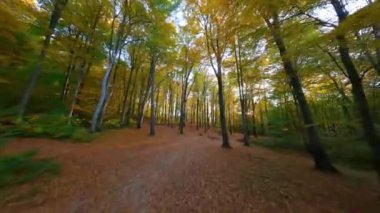 Gün batımında muhteşem bir sonbahar ormanında ağaçlar arasında yumuşak bir uçuş.