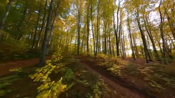 Плавный полет между деревьями в сказочном осеннем лесу на закате — стоковое видео