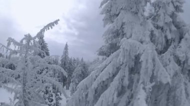 Kar yağışı sırasında muhteşem bir kış manzarasının havadan görüntüsü. Karla kaplı ağaçlar arasında pürüzsüz bir uçuş. Ukrayna, Karpat Dağları. FPV insansız hava aracı ile çekildi.