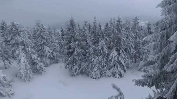 Légi kilátás egy mesés téli hegyi táj közelről. Gyors sima repülés a hófákkal borított fák között. Ukrajna, Kárpátok. FPV drónnal filmezve. — Stock videók