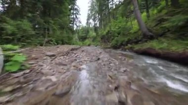 Yoğun bir ormanın içinde, suya yakın bir dağ nehrinin üzerinden pürüzsüz, hızlı bir uçuş. Mistik dağ manzarası. FPV insansız hava aracı ile çekildi.