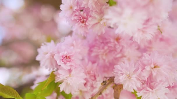 澄んだ空を背景に日本の桜や桜が風に揺れる — ストック動画