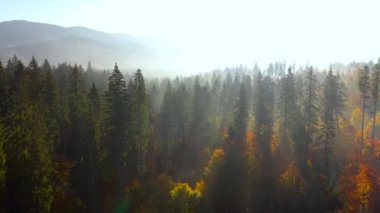 Gün doğumunda dağların yamaçlarında parlak bir sonbahar ormanının havadan görünüşü. Sonbaharda Karpatlar 'ın renkli manzarası.