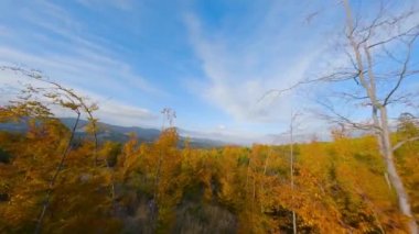 Gün doğumunda dağların yamaçlarında parlak bir sonbahar ormanının havadan görünüşü. Sonbaharda Karpat Dağları 'nın renkli manzarası. Ağaçların dallarına yakın uçuyor