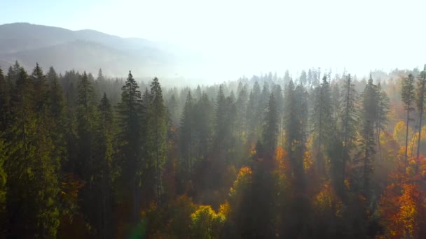 해 가 뜨면 산의 경사지에 있는 밝은 가을 숲을 공중에서 볼 수있다. 가을에 카르파티아 산맥에 있는 다채 로운 전경. — 비디오