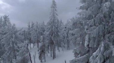 Ağaç dallarına yakın muhteşem bir kış manzarasının havadan görünüşü. Karla kaplı ağaçlar arasında hızlı bir uçuş. Ukrayna, Karpat Dağları. FPV insansız hava aracı ile çekildi.