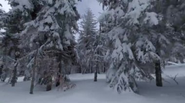 Ağaç dallarına yakın muhteşem bir kış manzarasının havadan görünüşü. Karla kaplı ağaçlar arasında hızlı bir uçuş. Ukrayna, Karpat Dağları. FPV insansız hava aracı ile çekildi.