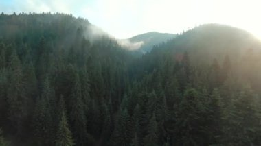 Kozalaklı ormanlarla kaplı dağların üzerinden uçmak. Güneş doğarken dağın yamaçlarından sis yükselir.