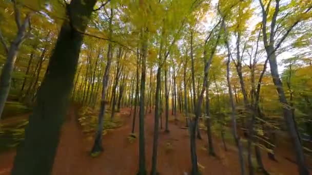 Hladký let mezi stromy v nádherném podzimním lese při západu slunce — Stock video