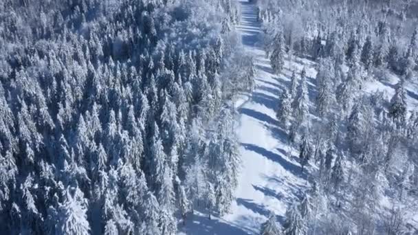 Вид сверху на сказочный зимний лес в ясный солнечный день. Украина, Карпаты — стоковое видео