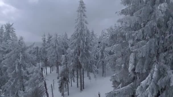 Luchtfoto van een prachtig winterlandschap in de buurt van boomtakken. Snelle vlotte vlucht tussen besneeuwde bomen. Oekraïne, Karpaten. Gefilmd op FPV drone. — Stockvideo