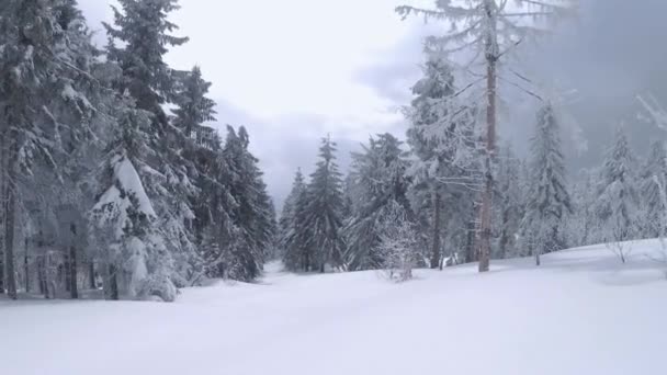 木の枝に近い素晴らしい冬の山の風景の空中ビュー。雪に覆われた木々の間の高速滑らかな飛行。ウクライナ、カルパティア山脈。FPVドローンで撮影. — ストック動画
