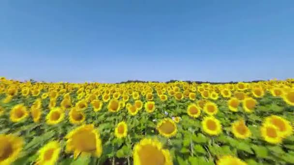 Вид з повітря на соняшникове поле. Швидкий політ над соняшниковим полем. Сільське господарство. Зйомки на дроні FPV. — стокове відео