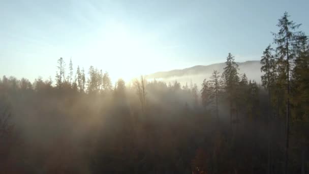 Vue de la hauteur des montagnes couvertes de forêt de conifères et de brouillard matinal. Mystique paysage de montagne d'automne. — Video