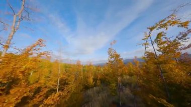 Gün doğumunda dağların yamaçlarında parlak bir sonbahar ormanının havadan görünüşü. Sonbaharda Karpat Dağları 'nın renkli manzarası. Ağaçların dallarına yakın uçuyor