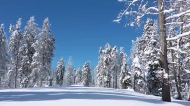 Muhteşem kış dağ ormanlarında uçuyor. Ukrayna, Karpat Dağları