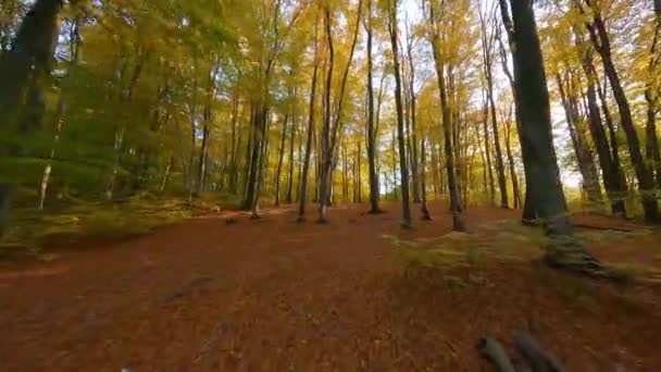 Hladký let mezi stromy v nádherném podzimním lese při západu slunce — Stock video