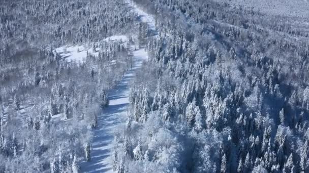 山の斜面にある素晴らしい雪に覆われた森の上を飛ぶ — ストック動画
