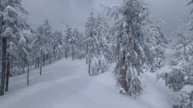 Ağaç dallarına yakın muhteşem bir kış manzarasının havadan görünüşü. Karla kaplı ağaçlar arasında hızlı bir uçuş. Ukrayna, Karpat Dağları. FPV insansız hava aracı ile çekildi.